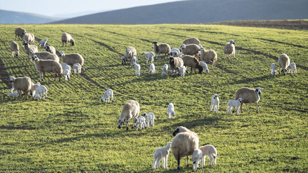 "Kuzuların anneleriyle buluşması güzel görüntüler oluşturuyor"