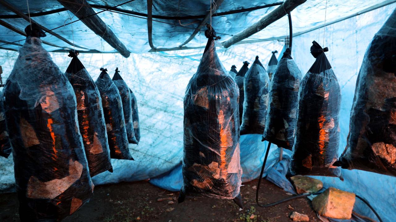 "Her mantar güvenilerek tüketilmemeli"