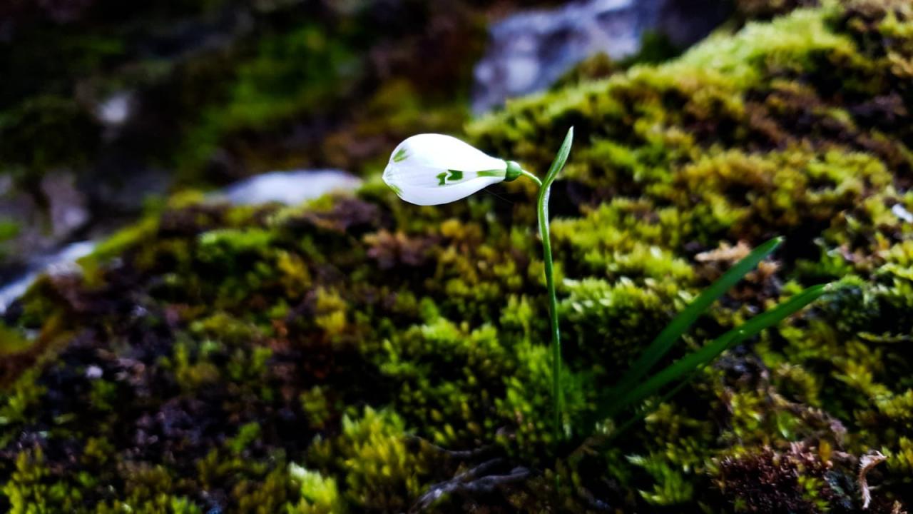 Onikişubat ilçesine bağlı Çukurhisar köyünde ilkbaharın müjdesi olan kardelenler çiçek açtı.