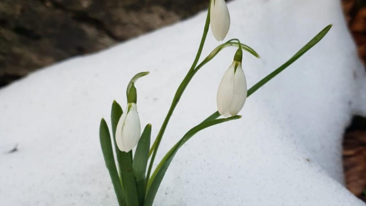 Fotoğrafçıların da ilgi odağı