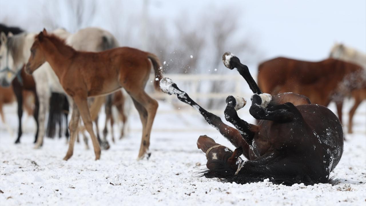 "Taylarımız ilk kez karla buluştu"