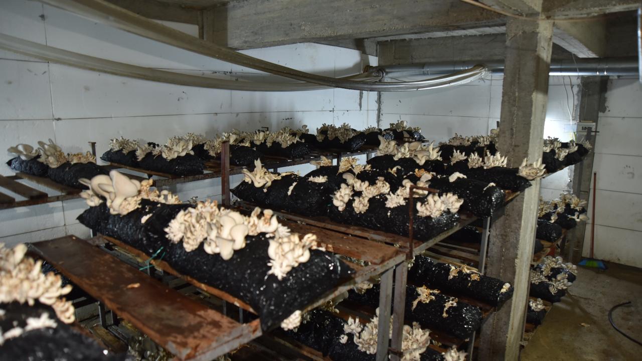 Ayda 45 bin liralık gelir elde etti