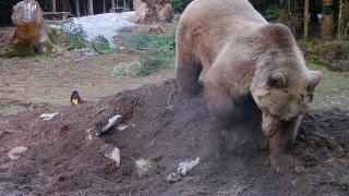 İneği yiyen ayı kalanını toprağa gömdü