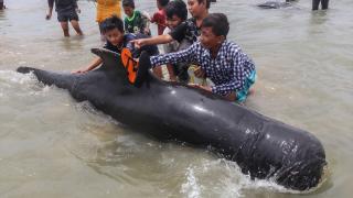 Endonezya'da pilot balinalar kıyıya vurdu