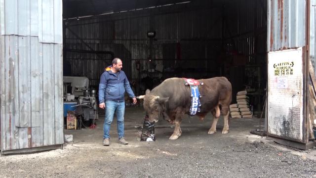 900 kiloluk boğasına tamirhanesinde bakıyor