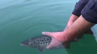 Endemik balıklar özel korumaya alındı