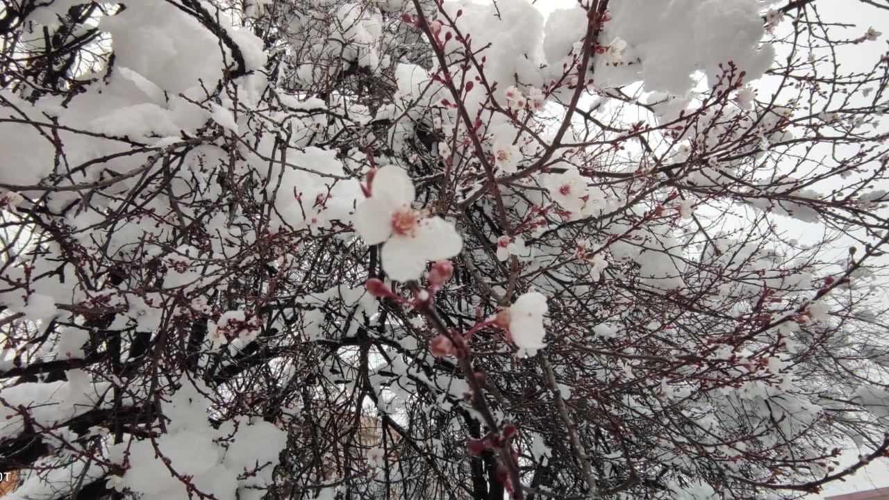 Erken çiçek açan meyve ağaçları kar altında kaldı