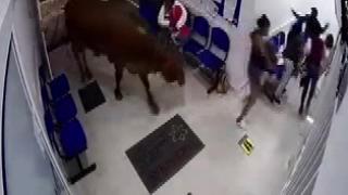Kolombiya’da hastaneye dalan inek, 4 kişiyi yaraladı