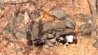 Bir kaplan "miyav" dedi