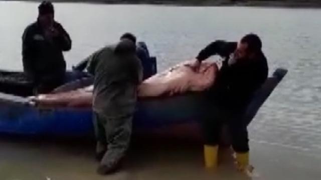 Balıkçıların ağına 2,5 metrelik yayın balığı takıldı