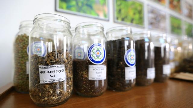 Muğlada üretilen yerel tohumlar toprakla buluşuyor