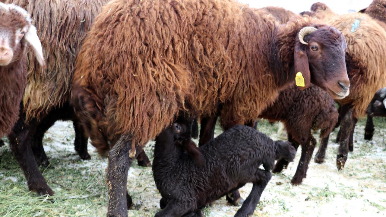 Besicilere ucuz yem ve danışmanlık hizmeti de sunuluyor
