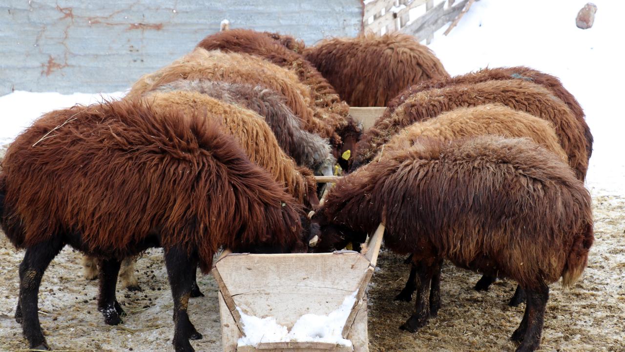 7 bin besiciye koyun dağıtılması hedefleniyor