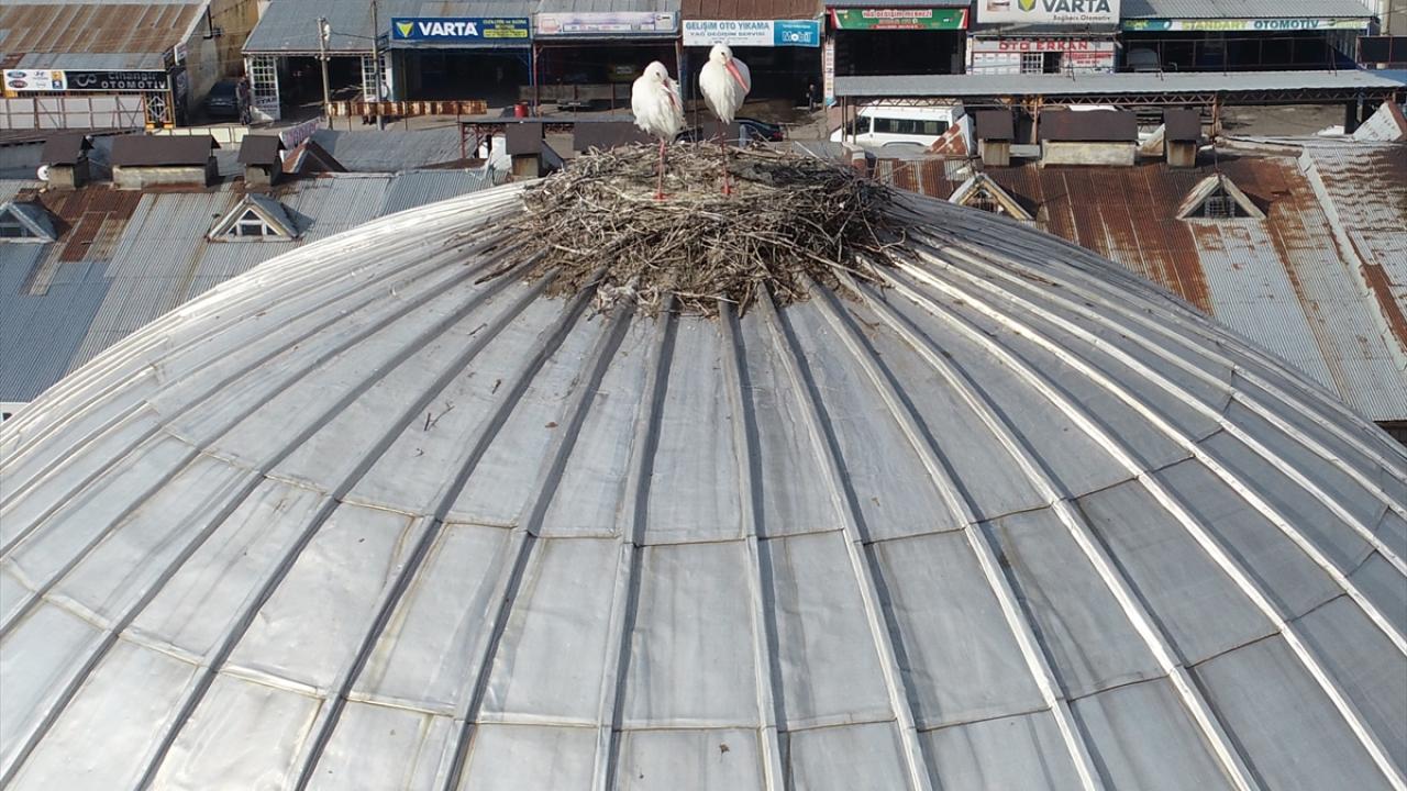 "Artık Anadolu`da sürekli bulunan yerli tür olarak kabul edilebilir"