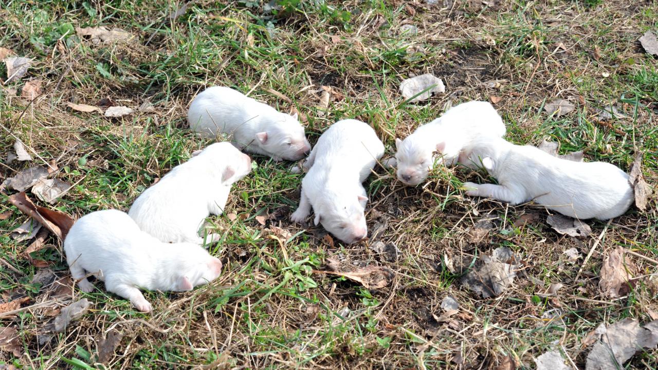 "Bin ila 3 bin lira arasında alıcı buluyor"