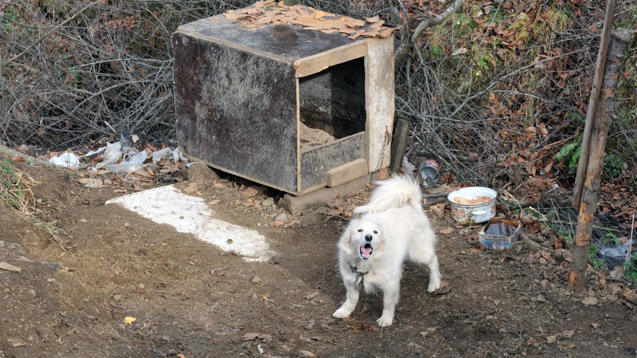 "Alan koruması yapar"