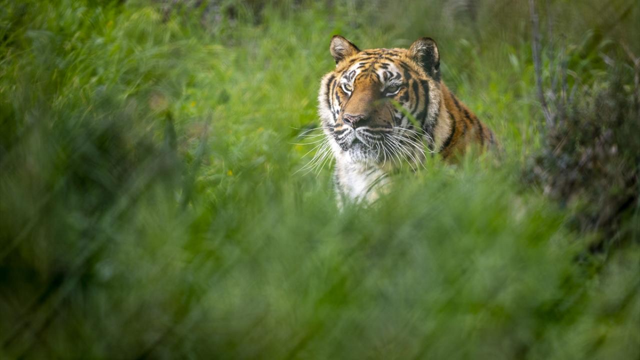 1 milyon ziyaretçi beklentisi