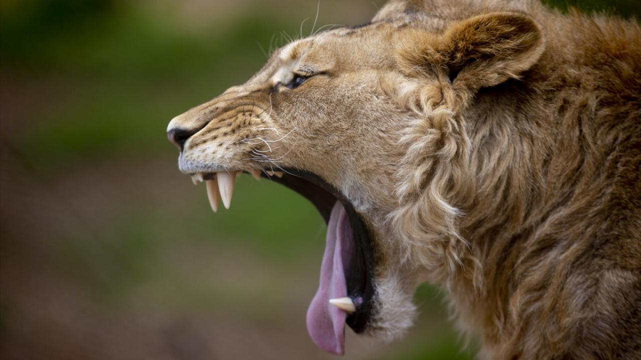 Aslan, kaplan ve zebraların olduğu yere ziyaretçiler için cam bölmeler