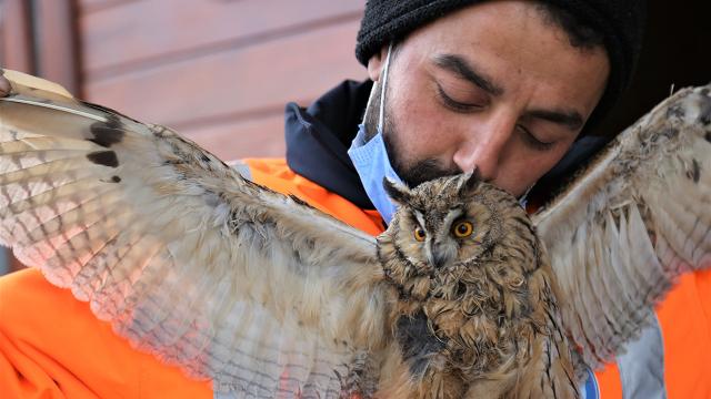 Donmak üzereyken bulunan baykuş tedavi altına alındı