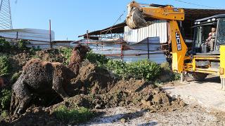 Su kanalına düşen deveyi itfaiye kurtardı