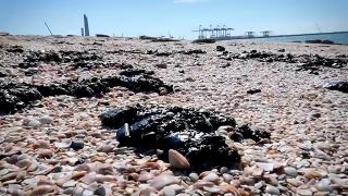 İsrail'de petrol sızıntısı alarmı: Deniz canlıları risk altında