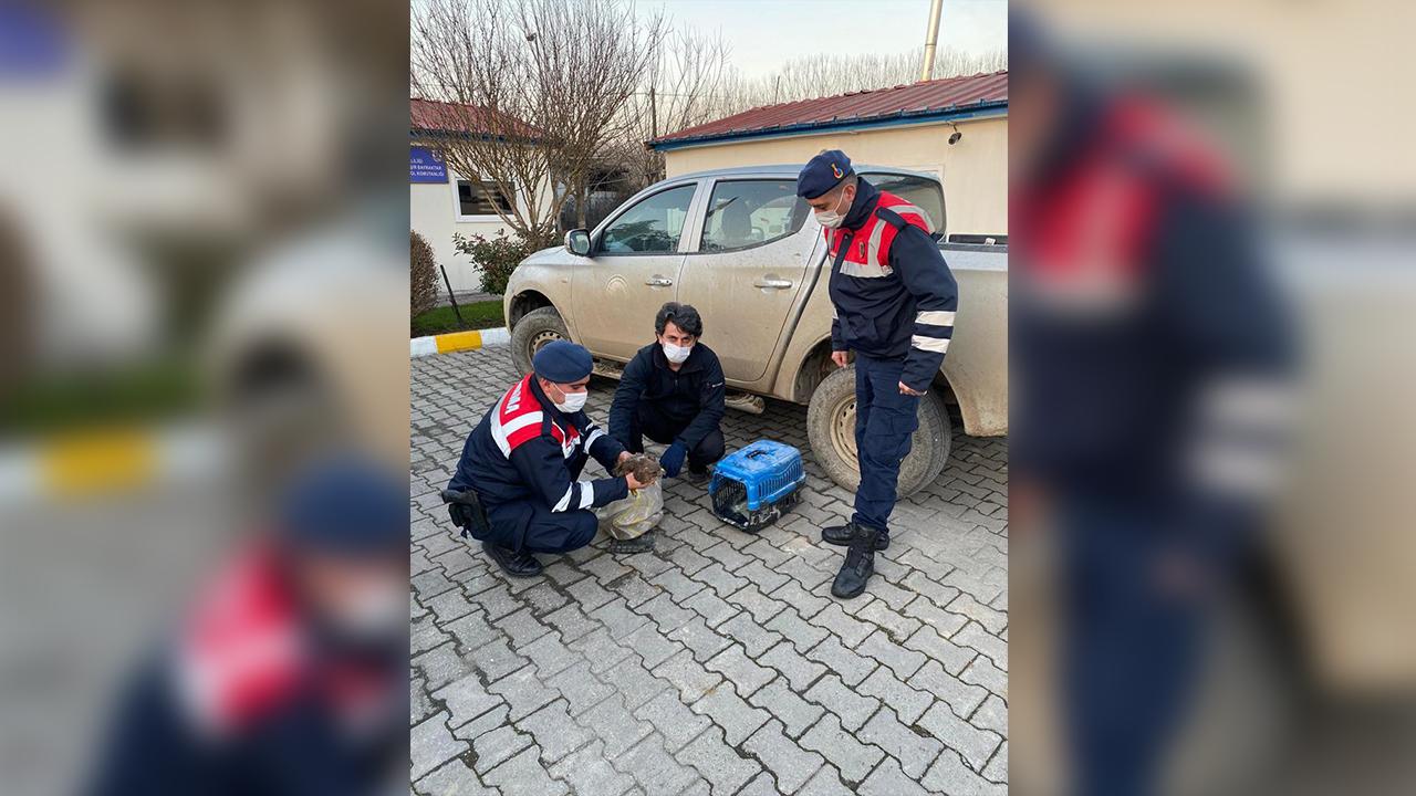 Düzce'de jandarma tarafından bulunan yaralı doğan tedavi altına alındı
