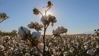 3 pamuk tohumu ABD'de tescil aldı