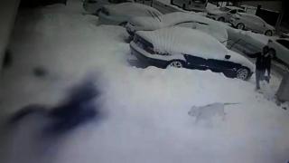 Markete giden genç kıza pitbull saldırdı