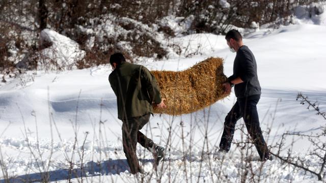Bolu Dağındaki yılkı atlarına yem bırakıldı