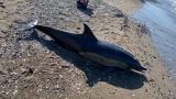Zonguldak'ta ölü yunus karaya vurdu