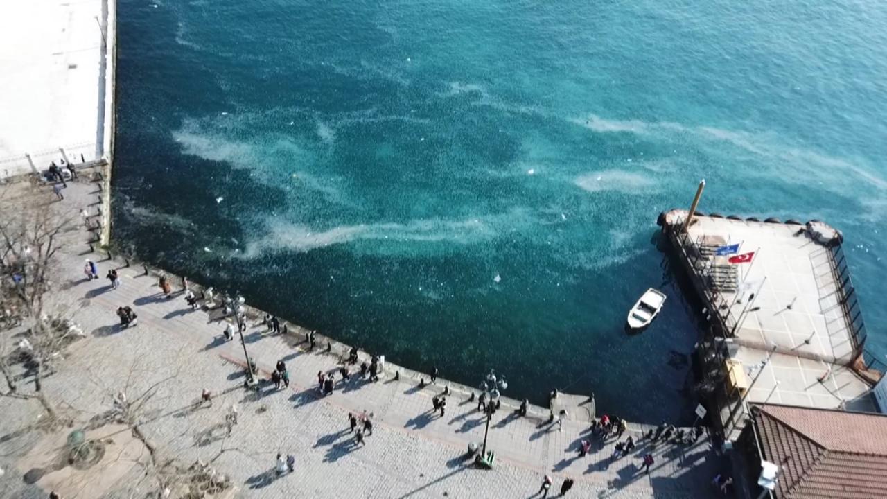 "Deniz çok kirli. Kirlilikten dolayı da denizanaları oluyor"