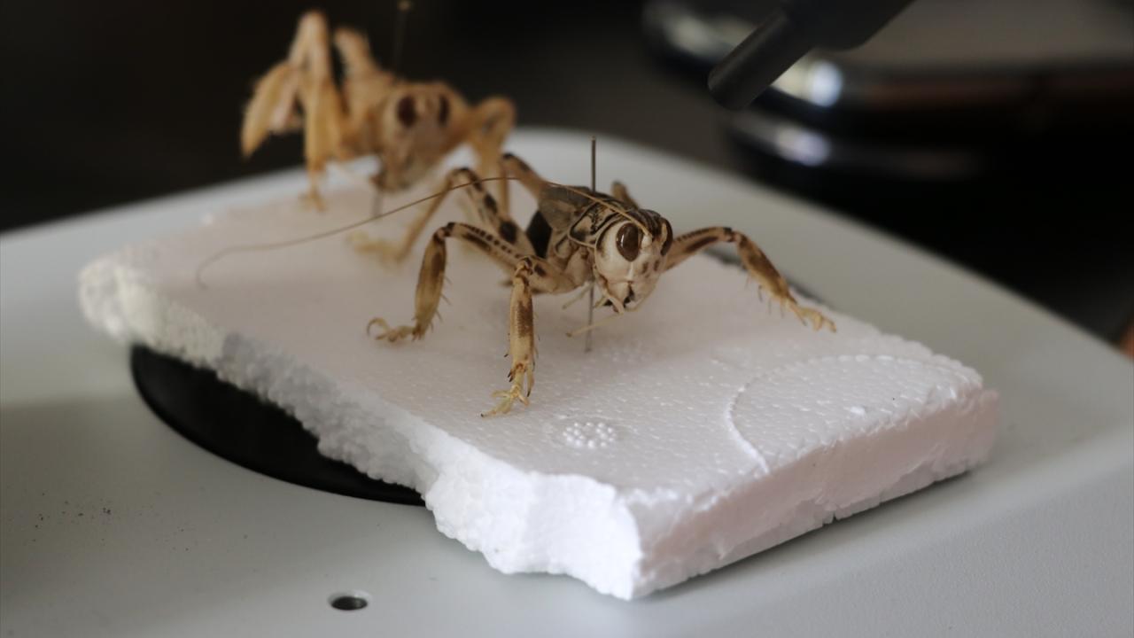 "Kum kriketi" adı verildi