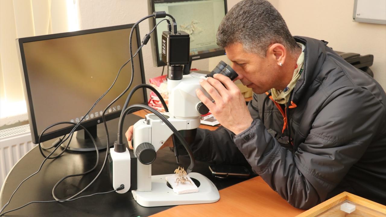 20 yıl önce neslinin tükendiği düşünülüyordu