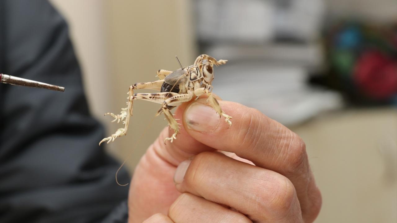 "Dünyanın hiçbir yerinde bu böceğe rastlamak mümkün değil"