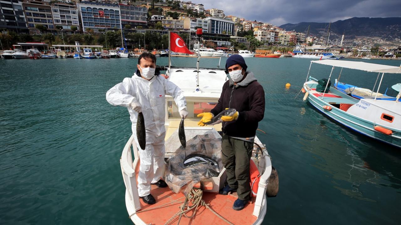 Balon balığını deri sektöründe kullanmaya hazırlanıyor