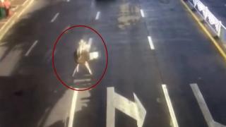 Sahibinden kaçan deve kuşu otoyolda araçlarla yarıştı