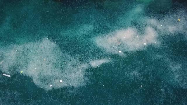 İstanbul Boğazında denizanası istilası: Kıyı şeridi beyaza büründü