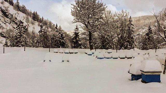 Kar altında kalan kovanlar arılara zarar verir mi?