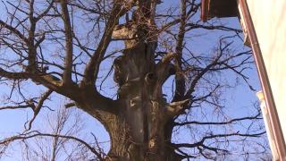 Bosna'da 'hayat kurtaran' meşe ağacı, yıllara meydan okuyor