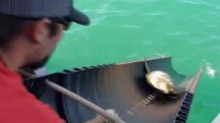 ABD'de donmaktan kurtarılan deniz kaplumbağaları yeniden suyla buluştu