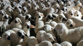 Süt kuzularının anne heyecanı