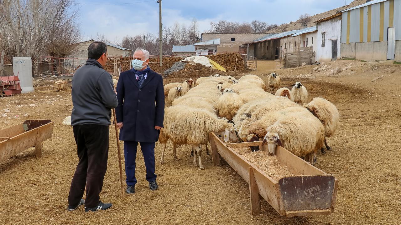 Küçükbaş hayvan sayısı yüzde 17 arttı