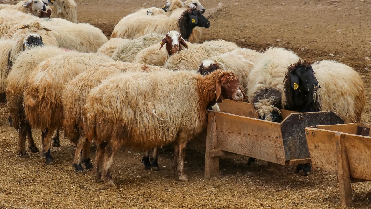 "Huzur ve güven ortamı hayvancılığı olumlu etkiliyor"