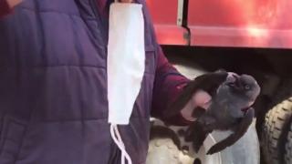 Ayakları maskeye dolanan kargayı itfaiye kurtardı