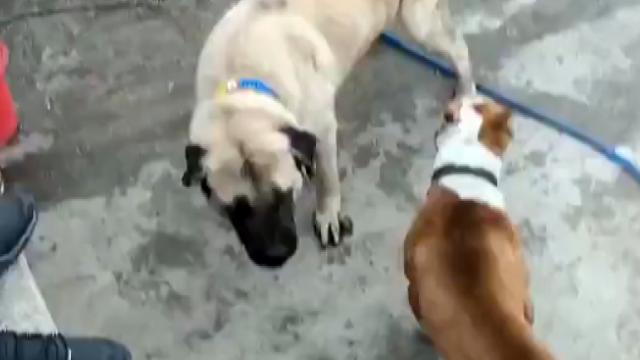 Konyada köpek dövüştüren 3 kişiye 50 bin lira ceza
