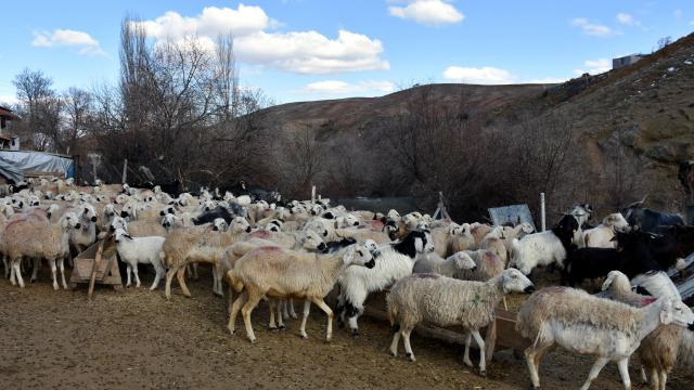 Kırıkkalede küçükbaş hayvan sayısının 5 yılda 200 bine çıkarılması hedefleniyor