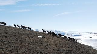 Emir Dağı'ının Yılkı Atları
