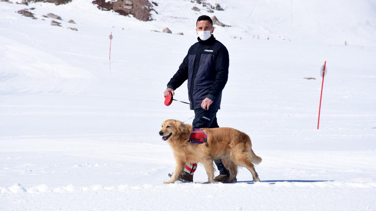 Arama kurtarma köpeği Girgin jandarmaya destek oluyor TRT Haber Foto