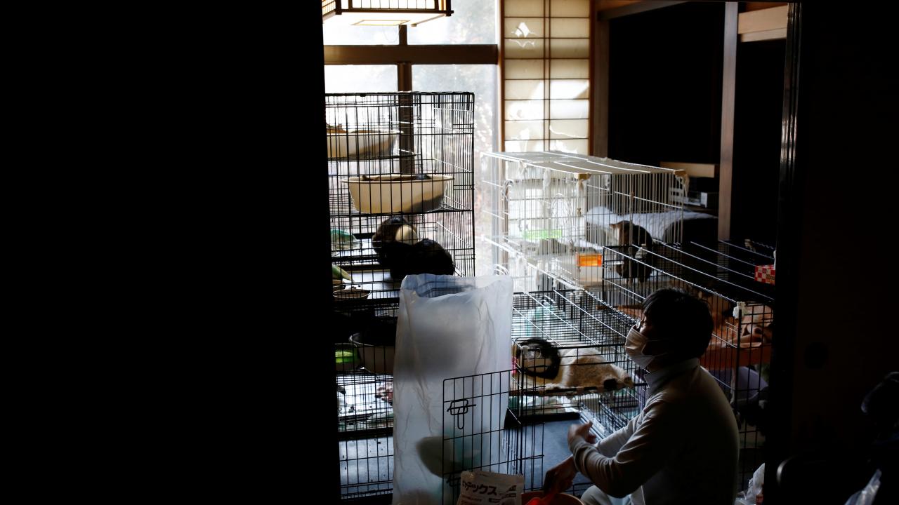 Kato, kedileri ve yabani hayvanları beslemek aylık ortalama 7 bin dolar harcıyor.