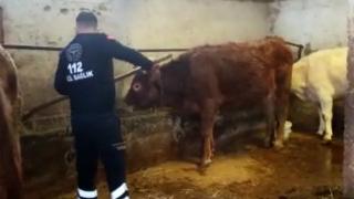 Acil Sağlık ekipleri karantinadaki yaşlı kadının ineklerini besledi